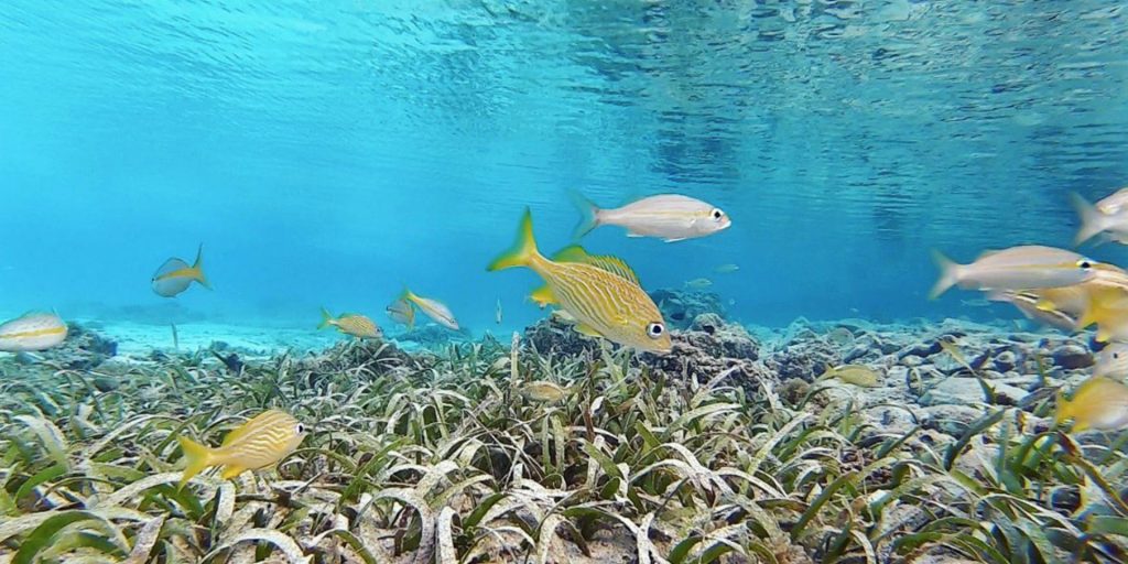 Snorkelling
