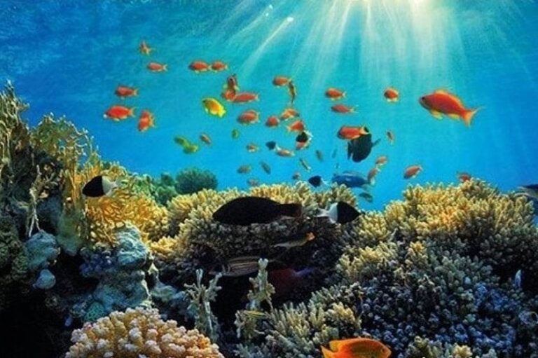 Scuba Diving in the Virgin Islands